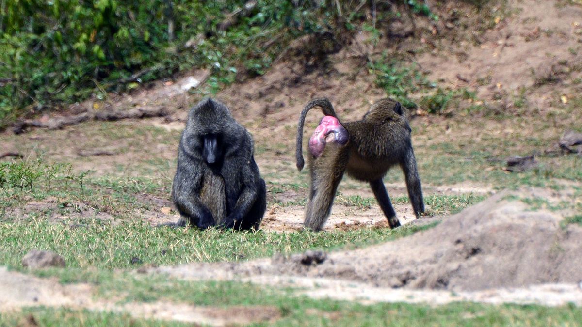Monkey Porn Videos With Women Full Length - Baboons: The Monkeys With the Scarlet Booties | HowStuffWorks