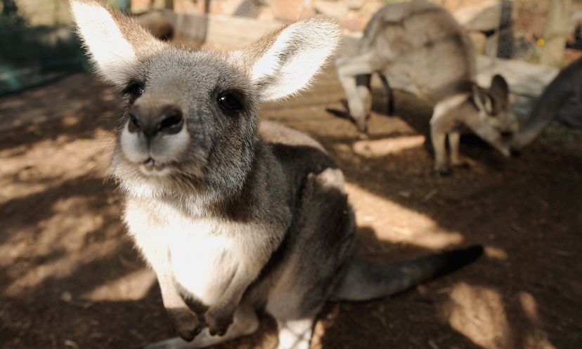 小狗和幼鹅和羊羔,噢我的天!婴儿动物测试”width=