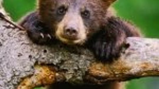 Baby Bear Pictures