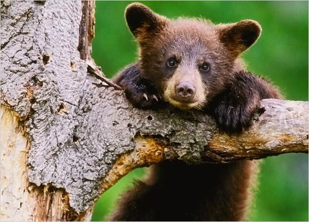 Baby Bear Pictures : Cubs Pictures : Pictures : Bears! | HowStuffWorks