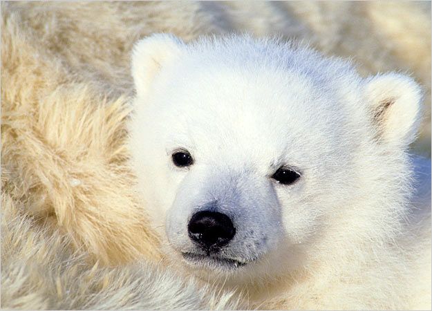 Baby Bear Pictures : Cubs Pictures : Pictures : Bears HowStuffWorks