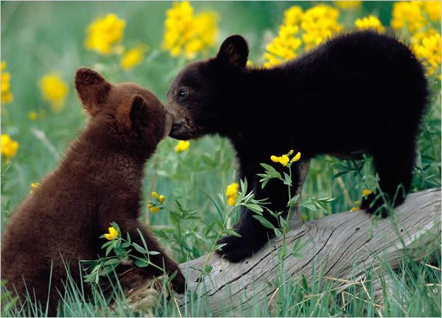 Baby Bears