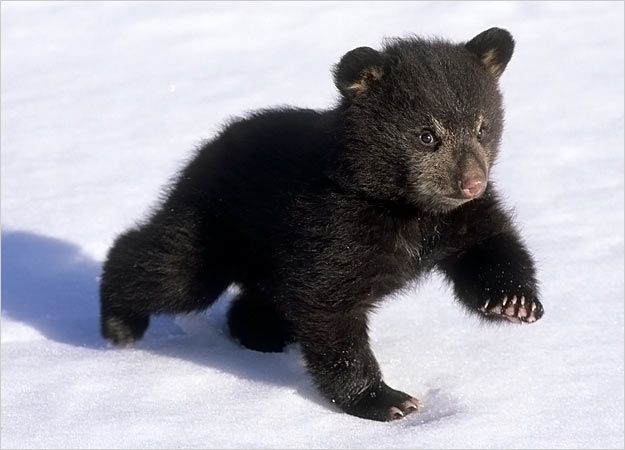 Baby Bears