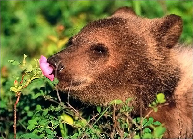 Baby Bears