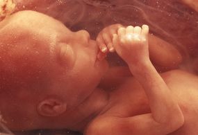 12-week fetus sucking thumb