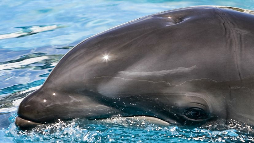 wolphin, wholphin