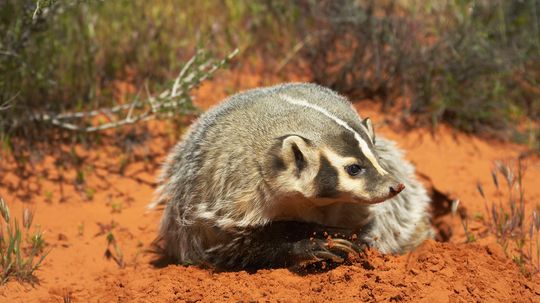 Do Coyotes and Badgers Work Together to Find Food?