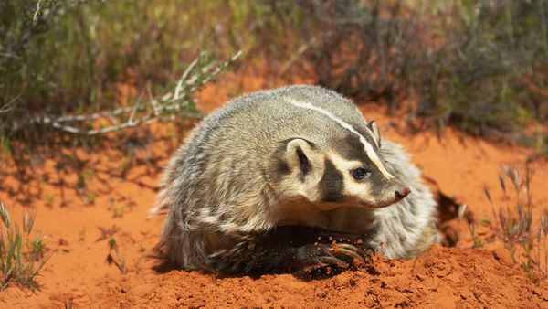 Honey Badgers (Bad to the Bone: Nastiest Animals, 4)