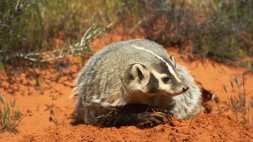 Badger digging