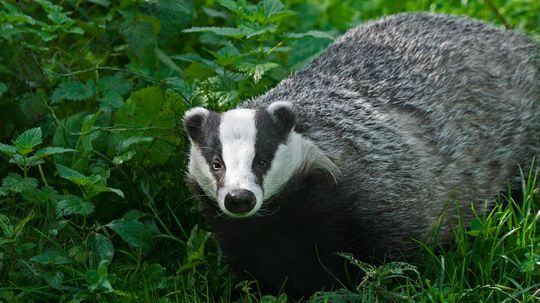 Can You Dig It? If You're a Badger, You Can