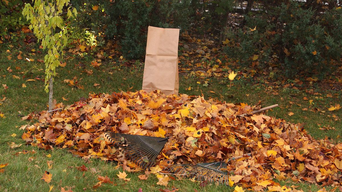 This plastic sheet keeps the bag open for you when you rake leaves