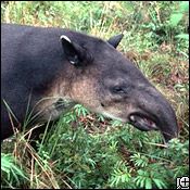 baird's tapir