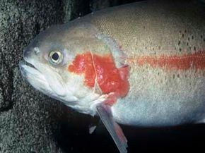 Fish feast underwater in the undersea.