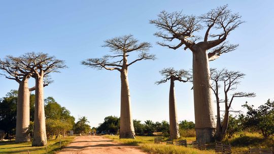 Epically Tough Baobab Trees Dying Off in Africa
