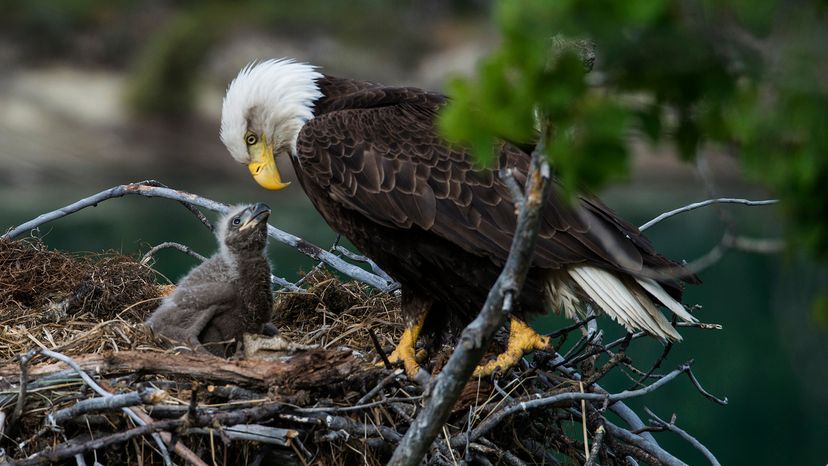 Bald eagle and chick in nest