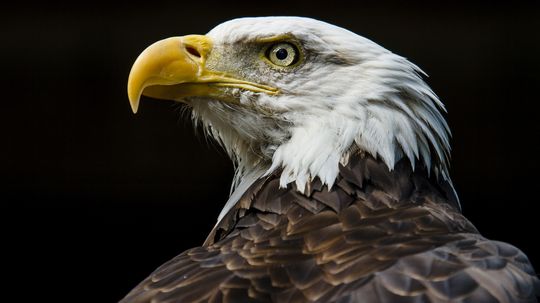 How did the bald eagle get delisted as an endangered species?