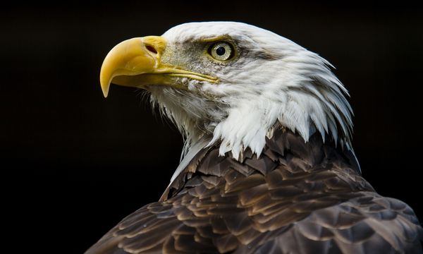 The Harpy Eagle: Terrifying Apex Predator or Creepy Halloween