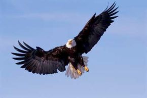 flying bald eagle