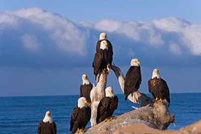 group of bald eagles