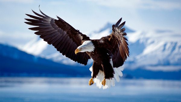 Bald Eagle 