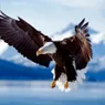 Bald Eagle Size, Diet and History as a National Icon