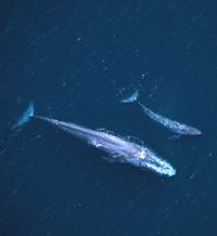 A blue whale with its calf