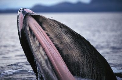 baleen whale with mouth open