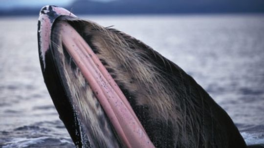 How Baleen Whales Work