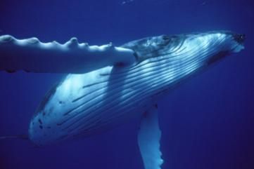 humpback whale with throat grooves