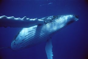 The humpback whale shows off its expandable throat grooves.
