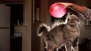 cat with balloon on fur
