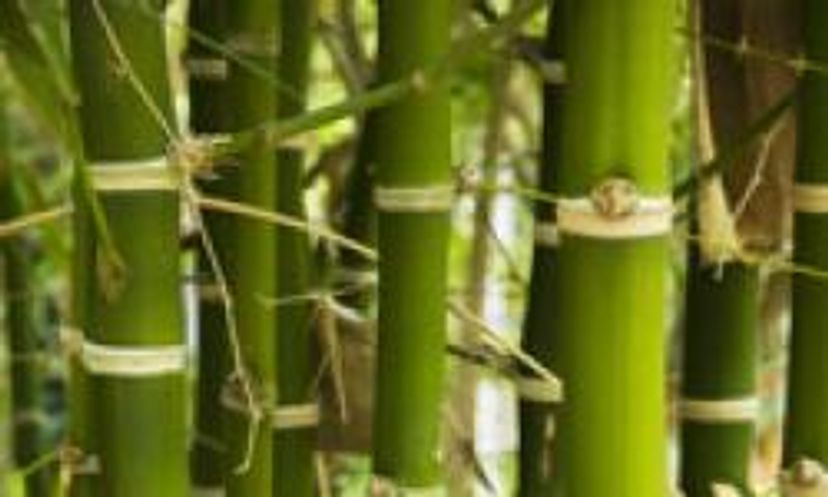 竹地板小测验＂width=