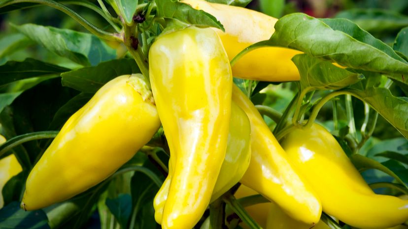 banana peppers