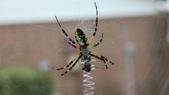 Are Banana Spiders Harmless? Depends on Which You See