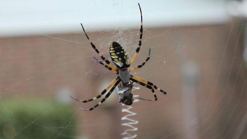 Banana spider or calico spider