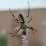 Are Banana Spiders Harmless? Depends on Which You See