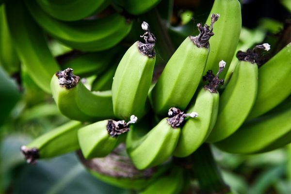 Bananas on tree