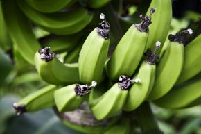 You can kiss all manner of Cavendish banana deliciousness goodbye if the fungus Fusarium oxysporum f. sp. Cubense (Foc) takes root on banana plantations in Latin America and the Caribbean.