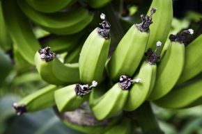 Bananas on tree