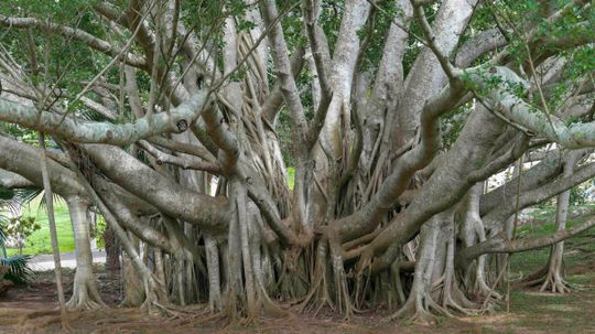 The Mighty Banyan Tree Can 'Walk' and Live for Centuries