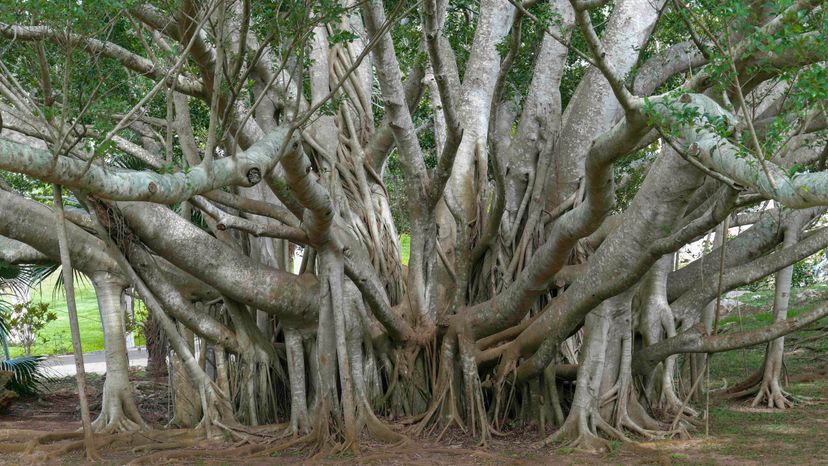 The іпсгedіЬɩe Story of the World's Largest Spreading Banyan Tree: The ...