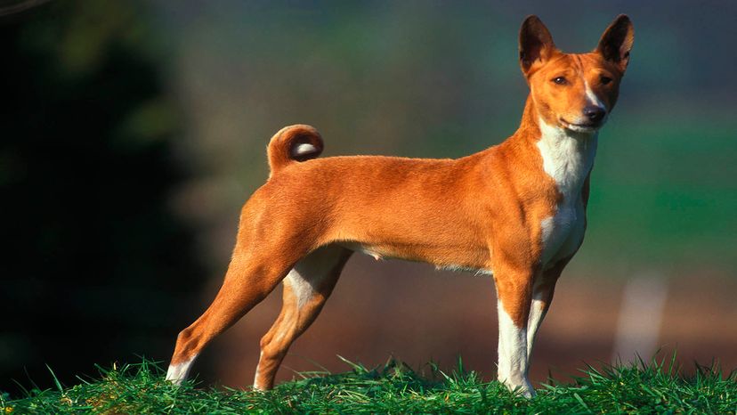 basenji