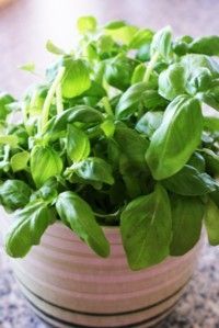 Basil is the key ingredient in pesto sauce. See more culinary herb pictures.