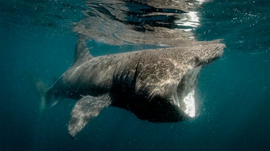 Basking Sharks Look Ferocious, But Prefer Plankton to People