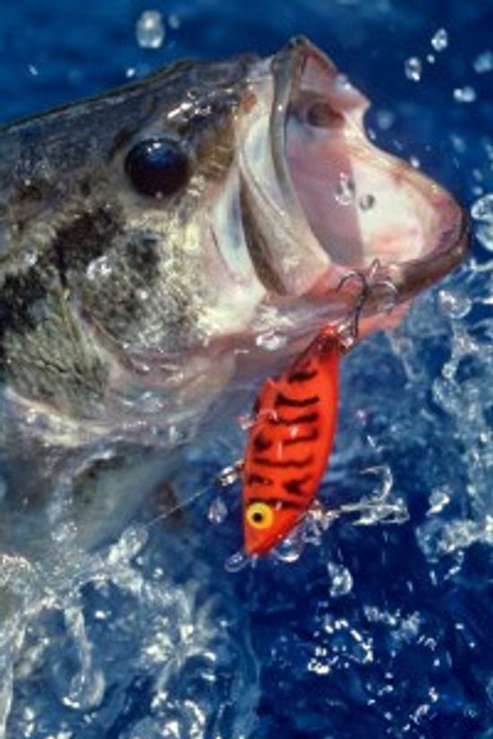 18新利最新登入低音捕鱼Swimbaits如何工作的呢”class=