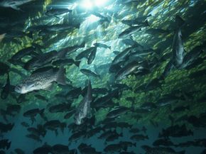 Blue Rockfishes