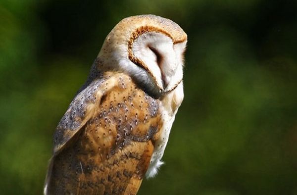 Barn owls sleep