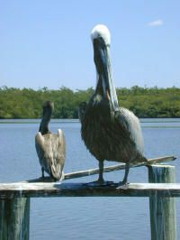 Brown pelicans often feed on both the ocean and sound sides of barrier islands