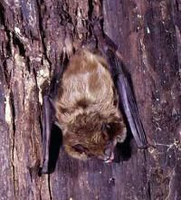 The big brown bat is one of the most common bat species in North and South America. Big brown bats roost in large colonies, often in attics, barns and other man-made structures.