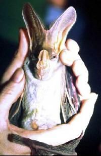 The ghost bat is Australia's only carnivorous bat species. Using echolocation, ghost bats hunt for large insects, lizards, frogs, birds and even other bats.